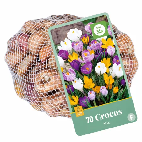 Retina da 70 bulbi di Crocus Fiore Grande Mix JUB Holland