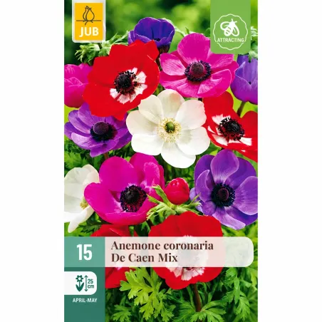 Confezione autunnale da 15 bulbi di Anemone coronaria De Caen Mix JUB Holland