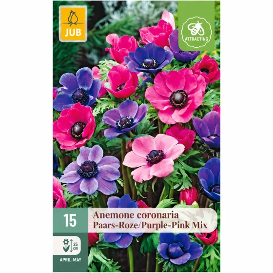Confezione autunnale da 15 bulbi di Anemone coronaria Viola Rosa Mix JUB Holland