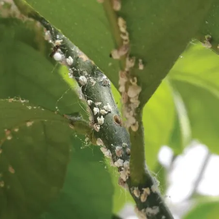 Anticocciniglia Biologico Olio di lino CIFO